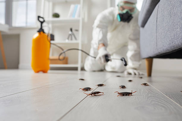 Post-Treatment Bed Bug Interceptor Monitoring in Okemah